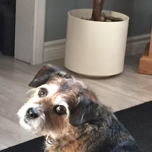 Meet your Posher, Darla